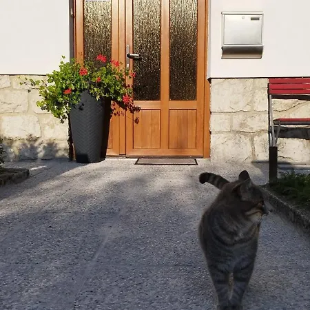 Cattus